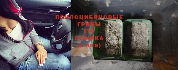 прущие грибы Алексеевка